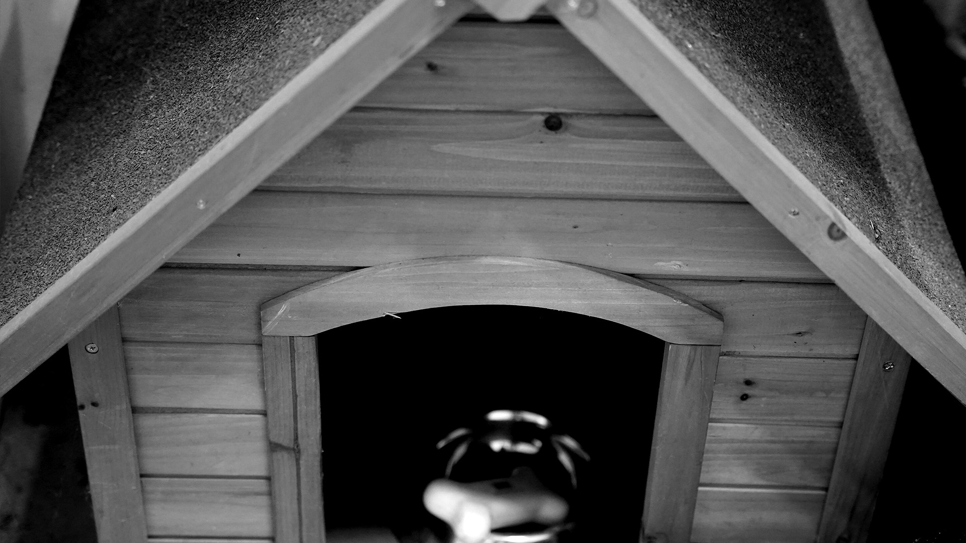 NEW PICS-bw-kennel